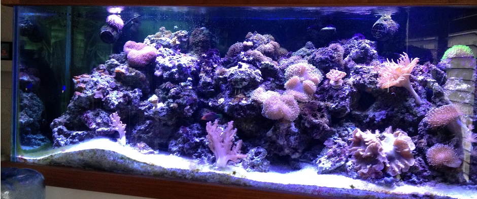 Professional Aquarium Maintenance Services in Orlando, FL